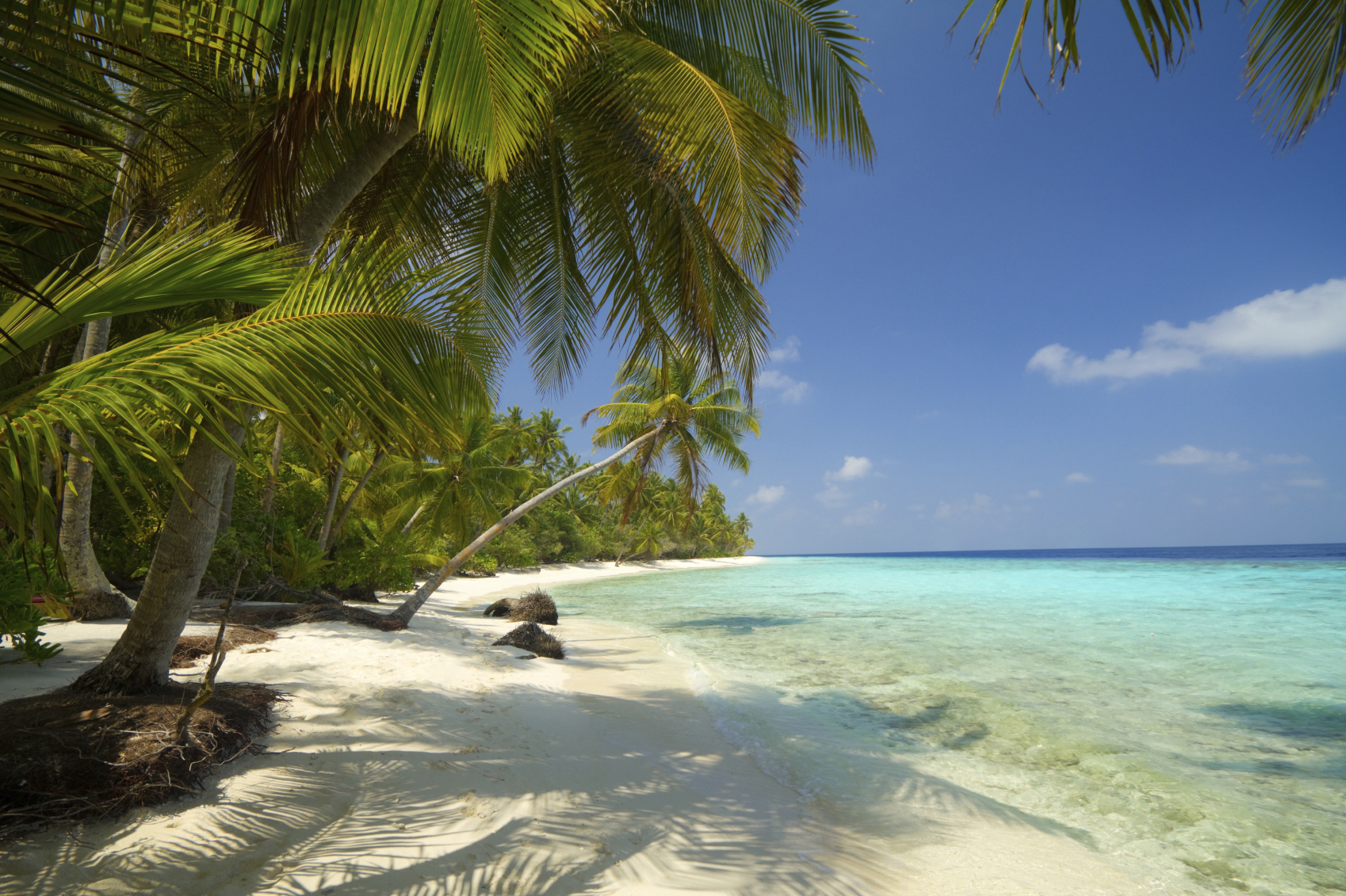 caribbean beach palm trees