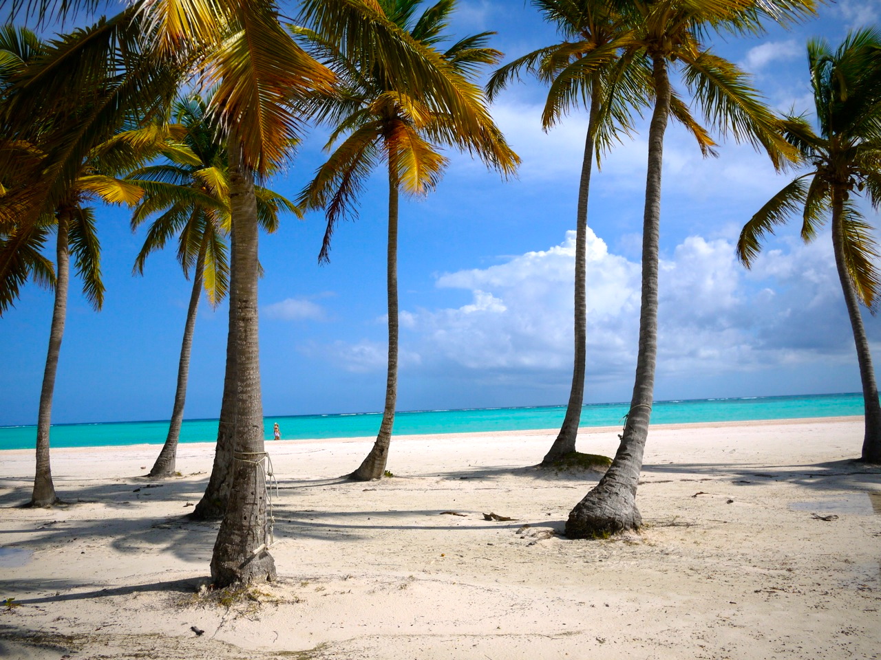 Palms