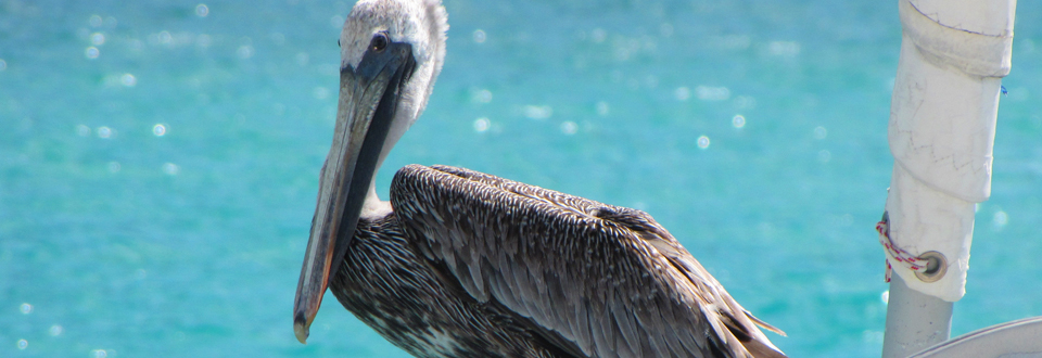 Caribbean Sailing Vacation Nature